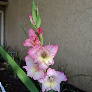 Meet your Posher, Aimee